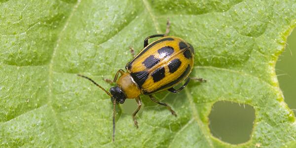 beetle on plant